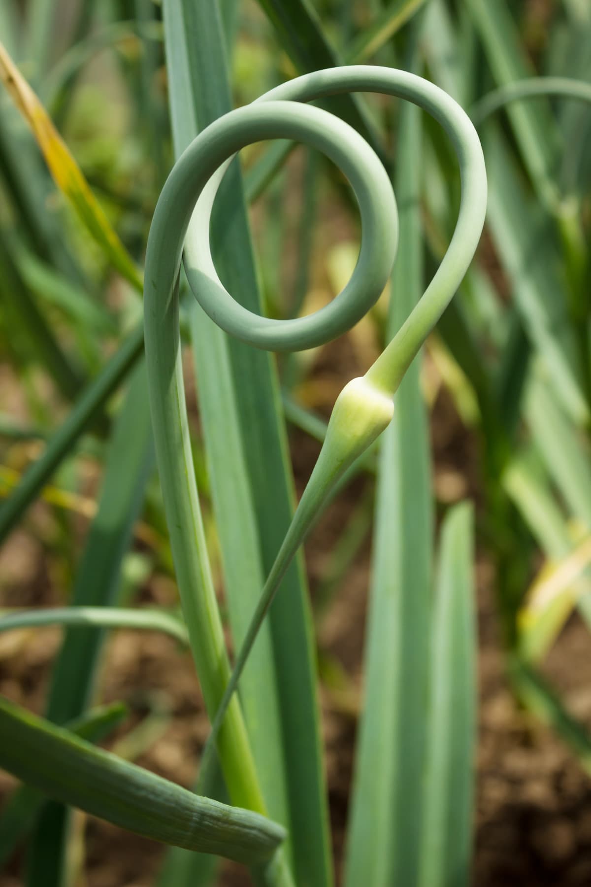 a garlic scape ready to be removed