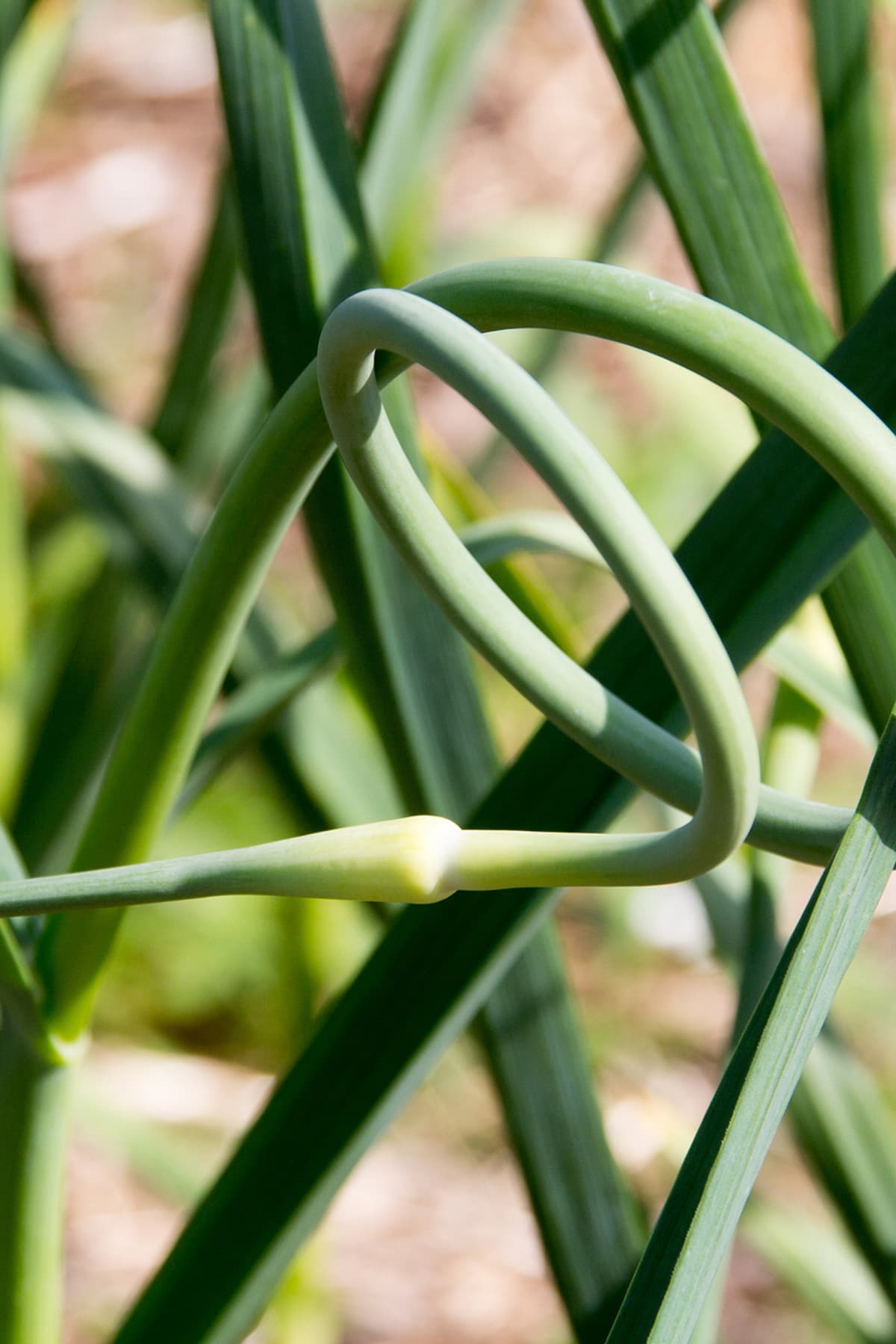 a garlic scape growing