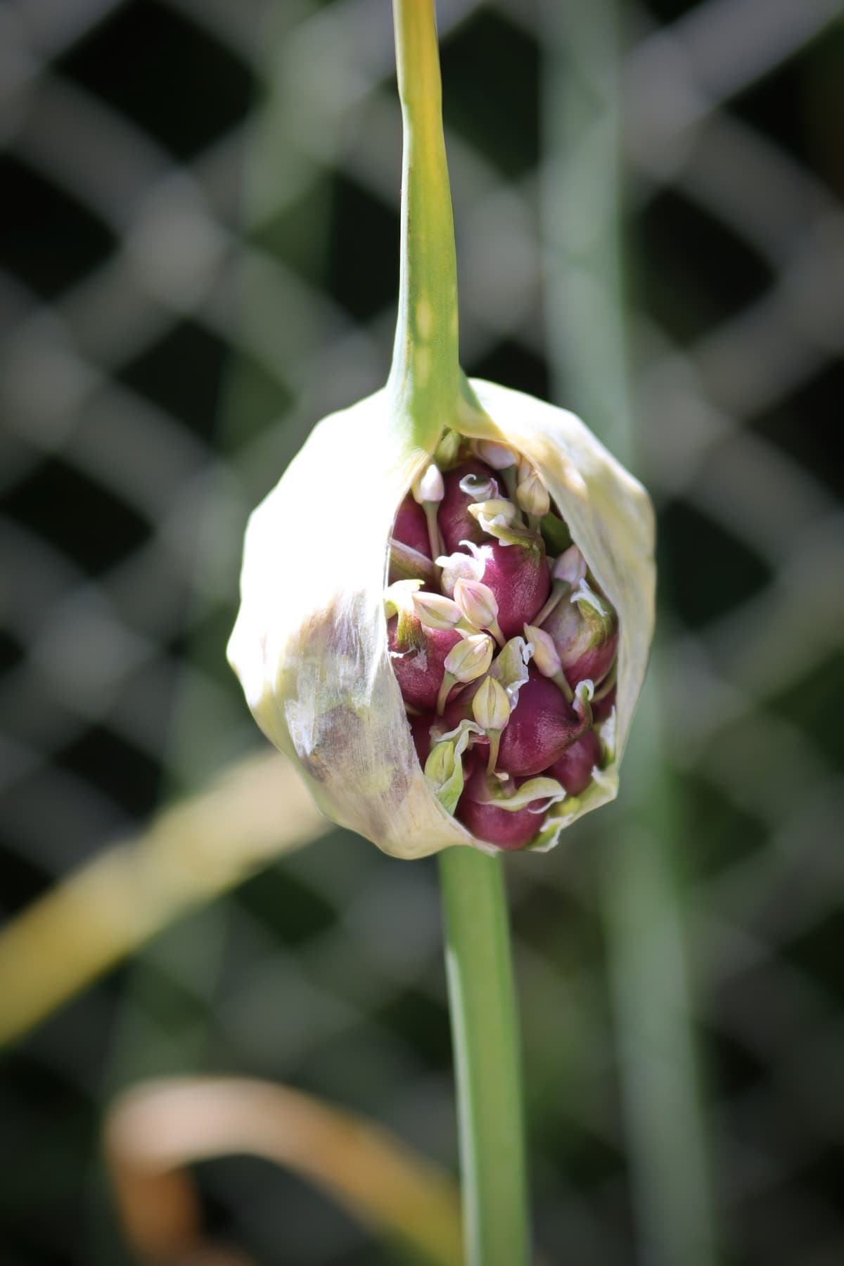 garlic scape developing flowers and seeds