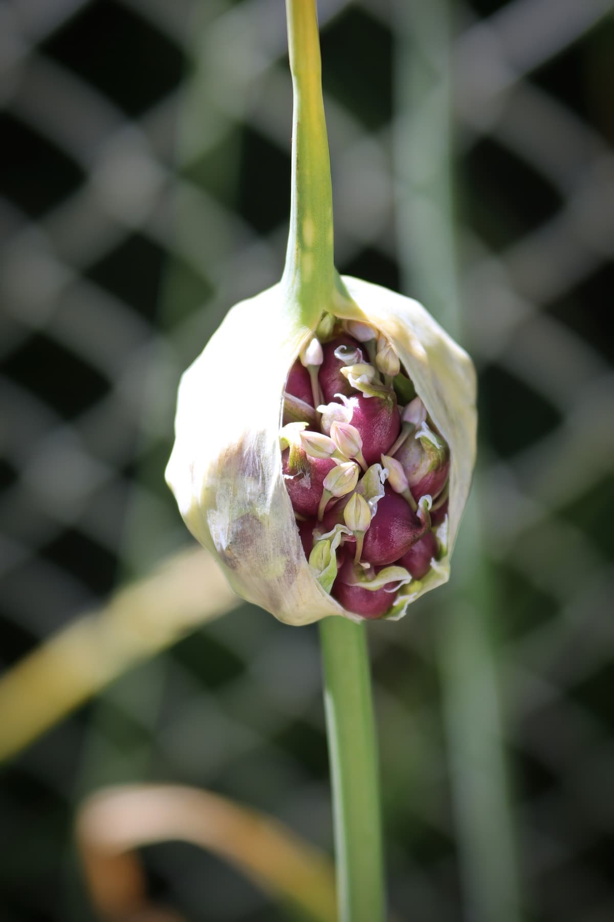 Harvesting Garlic Scapes Lady Lees Home