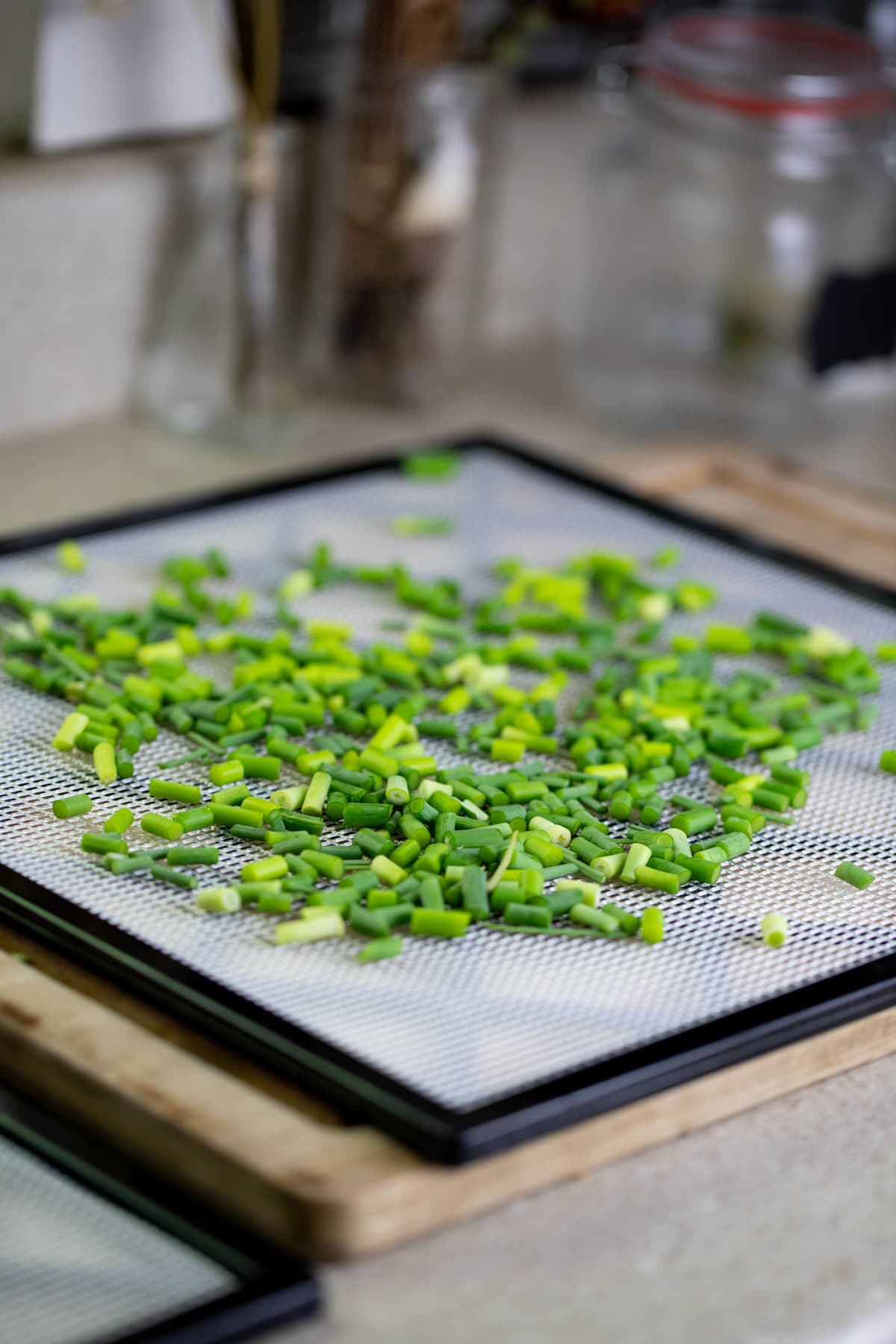 placing the scapes on the trays of the dehydrator