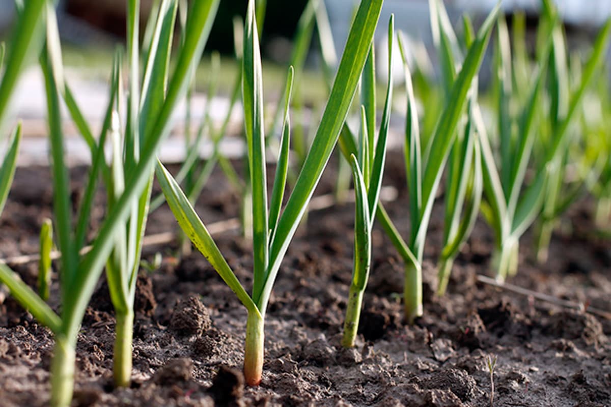 garlic plants planted in the ground