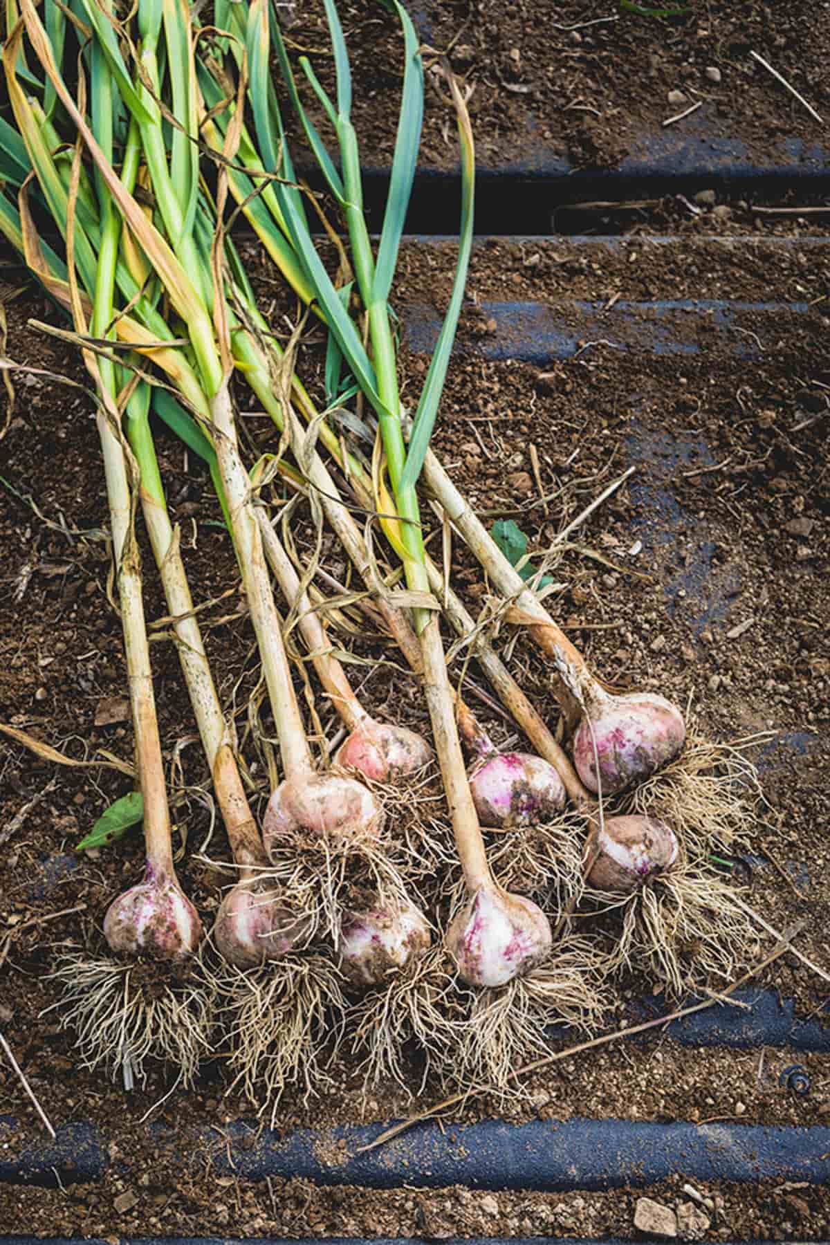 garlic after harvest