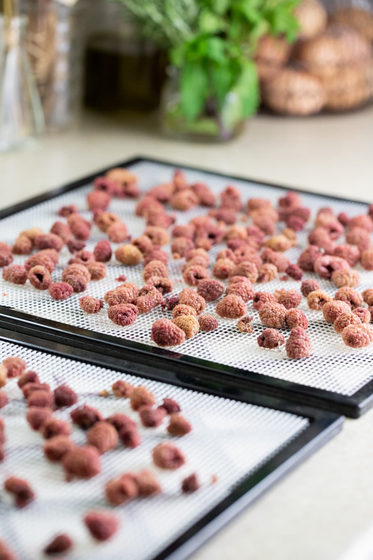 dehydrated raspberries on the trays of the dehydrator