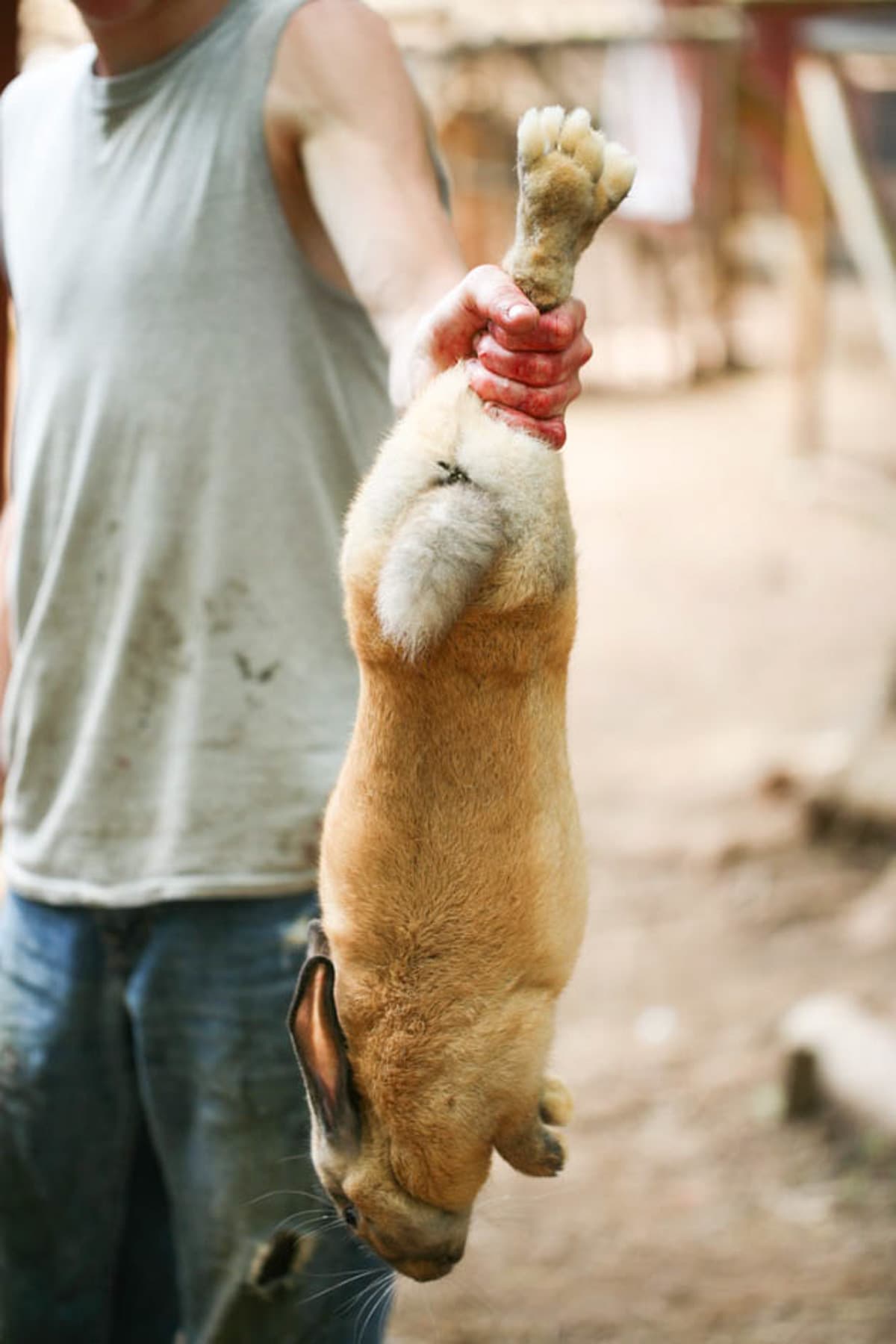 holding the rabbit by its hind legs