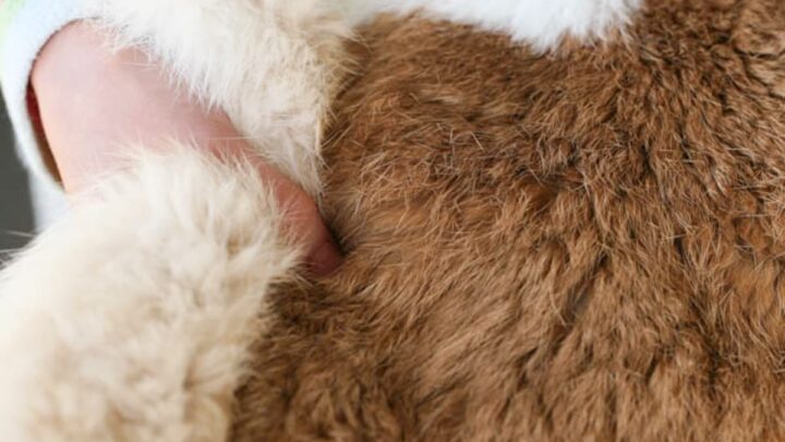 2pcs 100% Natural Rabbit Fur Skin Crafts Arts Real Rabbit Leather Hides Fur Pelt