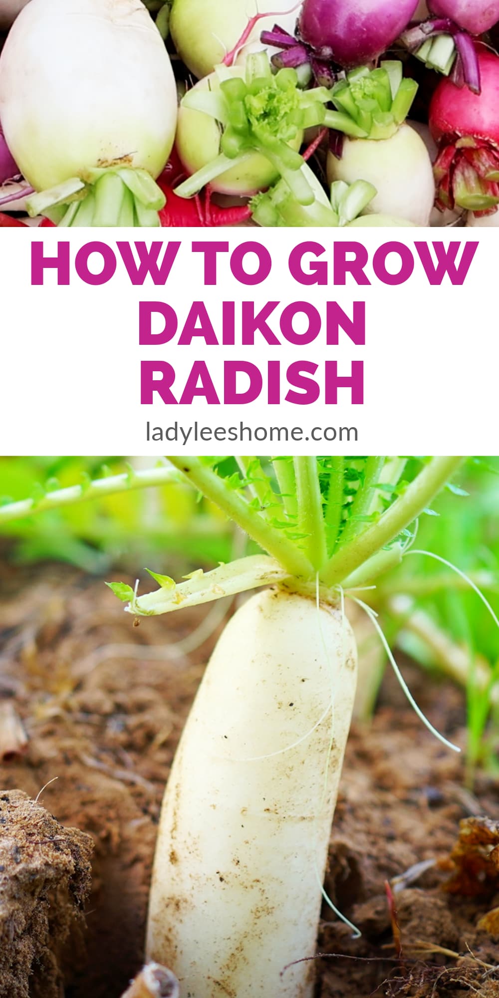 How to Grow Daikon Radish Lady Lee's Home