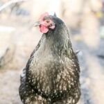 female black australorp