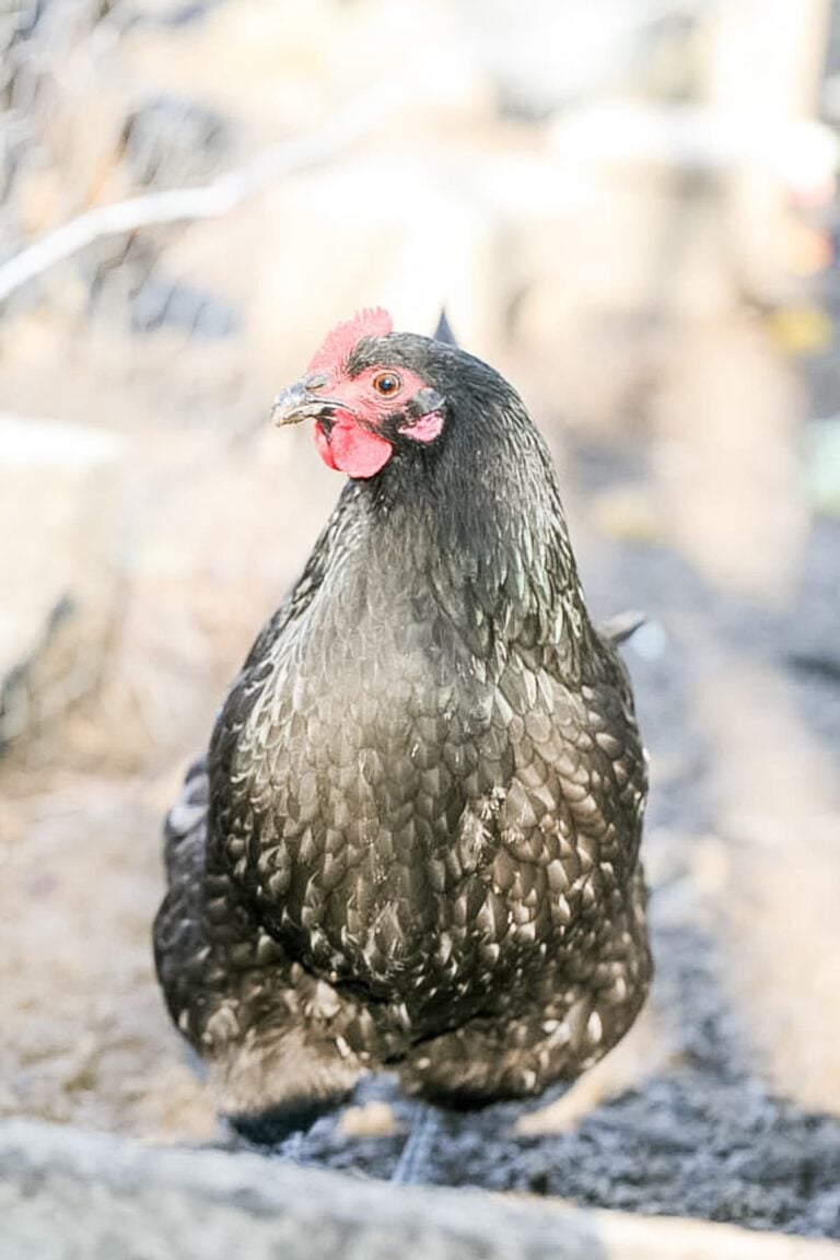 female black australorp