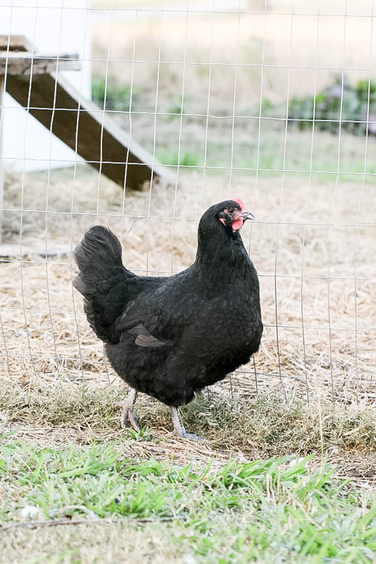 How To Say Australorp Chicken