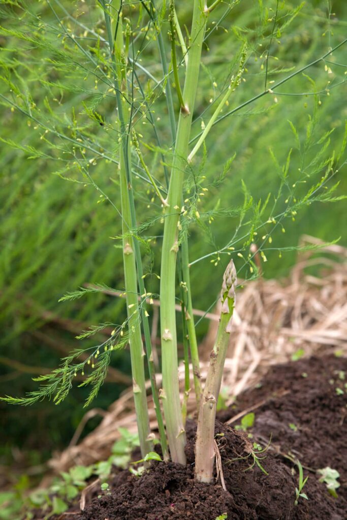 asparagus growing in the garden